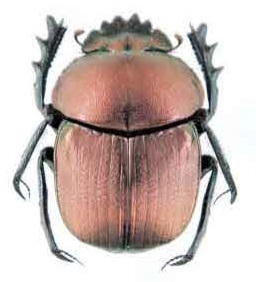 タマオコガネの一種（ケニヤ）