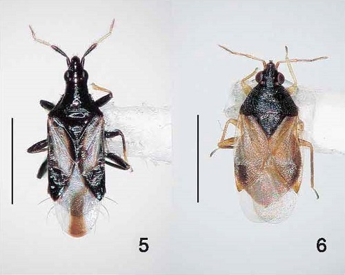 図 5-6 よいカメムシ（5，モンシロハナカメムシ；6，ナミヒメハナカメムシ．スケールは 1mm)