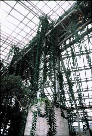 図1 ハネフクベの蔓。天にも届く勢いで伸びている。海洋博覧会記念公園にて撮影。