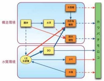 図3カワパタモロコの生息に係わる環境要因の解析結果の例。環境項 目聞の関係を矢印で示し 、線の種類・太さが影響の強さを、色が影響の方向（青：正、赤：負）を表している 。
