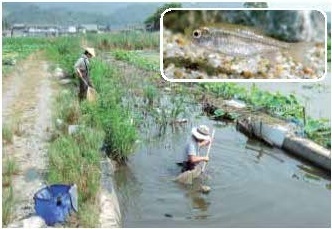 図1カワバタモロコと調査の様子。調査地点ごとに魚類相とさまざまな環境項目を調べる 。