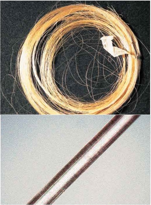 図2精製されたテグス。上：全体，下：部分拡大（少し細く、表面はきれいである)