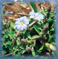 図 3 リンドウのなかま Gentiana pedicellata