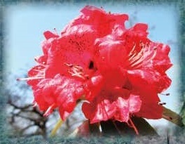 図 6 ラリグラス Rhododendron arboreum