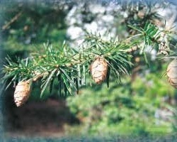 図 7 ツガのなかま Tsuga dumosa