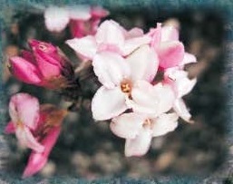 図 8 ジンチョウゲのなかま Daphne bholua