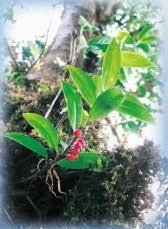 図10 ユリのなかま Polygonatum punctatum