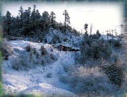 図 12 雪中のモミのなかま Abies spectabilis の林
