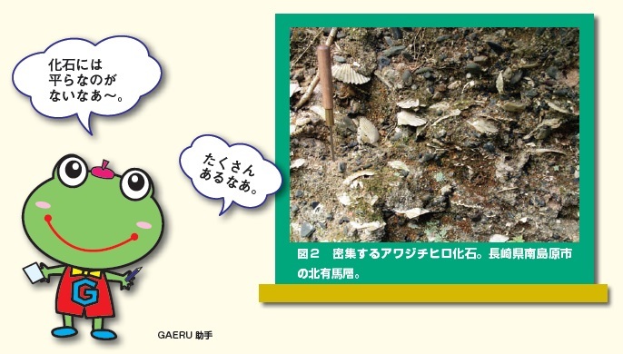 図2密集するアワジチヒロ化石。長崎県南島原市の北有馬層
