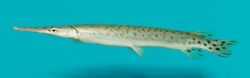 図 1 スポッテドガー Lepisosteus oculatus 