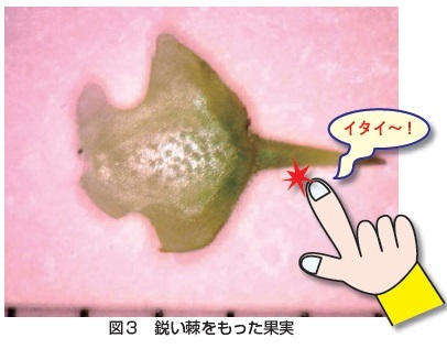 図３ 鋭い棘をもった果実