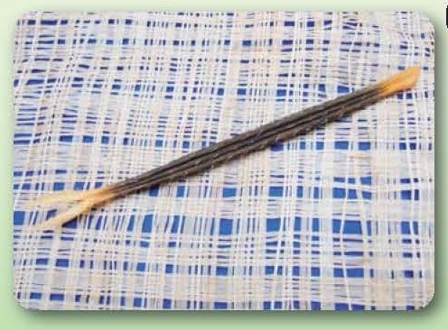 センダングサの実の拡大模型