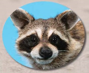 アライグマ