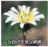 シロバナタンポポ