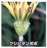 クシバタンポポ