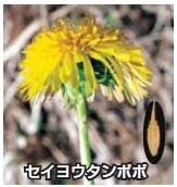 セイヨウタンポポ