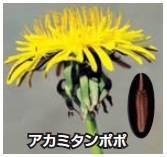 アカミミタンポポ