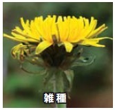 雑種