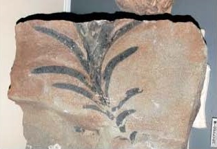 図 1 徳島県立博物館常設展に展示されているコダイアマモ
