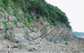 図 2 鳴門市島田島に露出する和泉層群の砂岩と泥岩の互層