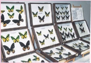 平成10年度企画展 ウロコを持った昆虫たち－チョウとガ－