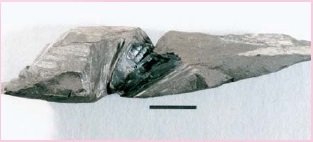 イグアノドン科の歯化石 1994 年に勝浦町立川から発見された草食恐竜のイグアノドン科の歯化石。四国から発見された唯一の恐竜化石です。