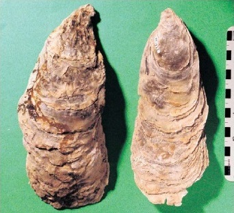 図 3 マガキの仲間の Crassostrea ariakensis（長崎県南有馬町の第四紀層より産出したもの）