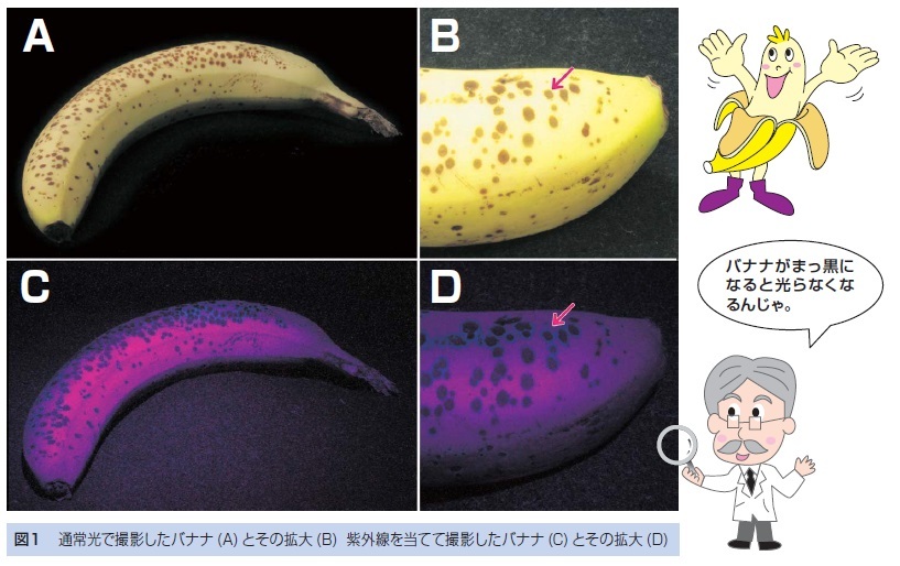 図１ 通常光で撮影したバナナ (A) とその拡大 (B) 紫外線を当てて撮影したバナナ (C) とその拡大 (D)