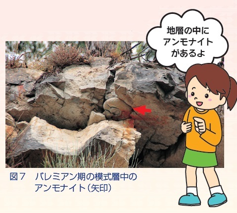 図７ バレミアン期の模式層中のアンモナイト（矢印）