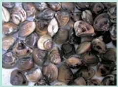図 2 徳島市内の鮮魚店で販売されていたハマグリ（2003 年 12 月撮影）．