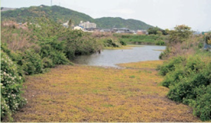 川を埋め尽くす謎の植物の正体は？