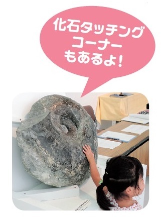化石タッチングコーナーもあるよ！