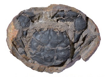 アーカエオパス,約7000万年前のカニ化石