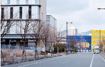 図 2 本種が発見されたトウカエデの街路樹（神戸市ポートアイランド）（田中良尚氏撮影）