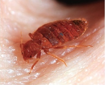 図 1 ヒトの血を吸うトコジラミ Cimex lectularius