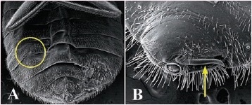 図 3 トコジラミの雌の腹部にある裂け目（A、丸印）と雄の把握器（B、矢印）
