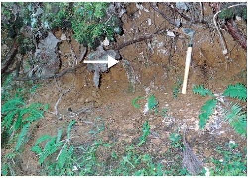 図2 姶良 T n火山灰 那賀町海川西