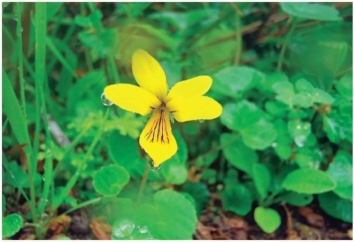 図 4 キバナノコマノツメ Viola biflora（写真提供：高知県立牧野植物園）