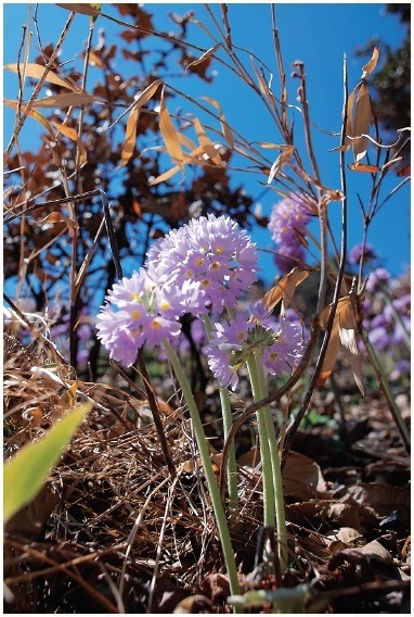 図 6 ボンボリサクラソウ Primula denticulata（写真提供：高知県立牧野植物園）