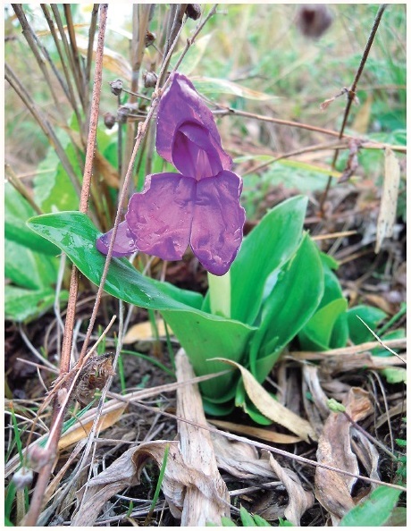 図 7 ショウガ科のロスコエア・アウストラリスRoscoea australis（写真提供：高知県立牧野植物園）