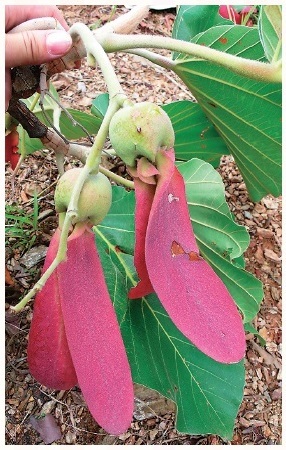 図 2 フタバガキの仲間 Dipterocarpus tuberculatus（写真提供：高知県立牧野植物園）