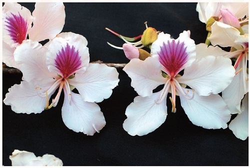 図 3 ソシンカの仲間 Bauhinia variegata（写真提供：高知県立牧野植物園）