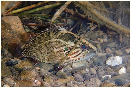 図 1 オヤニラミ（桑野川）。絶滅危惧 IA 類（徳島県）・県指定希少野生生物。
