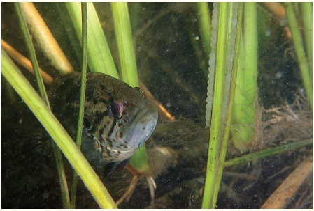 図 2 植物に産み付けられた卵を保護するオヤニラミのオス（桑野川）