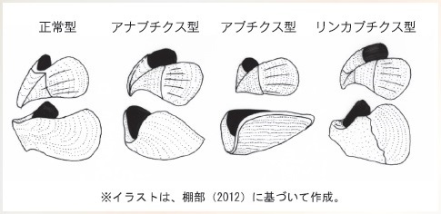 図 2 アンモナイトの顎器の形態の模式図