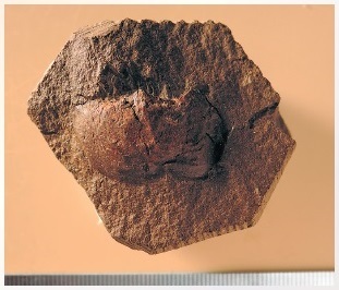 図 4 勝浦町に分布する物部川層群より発見されたアンモナイトの顎器（西川忠行氏採集）