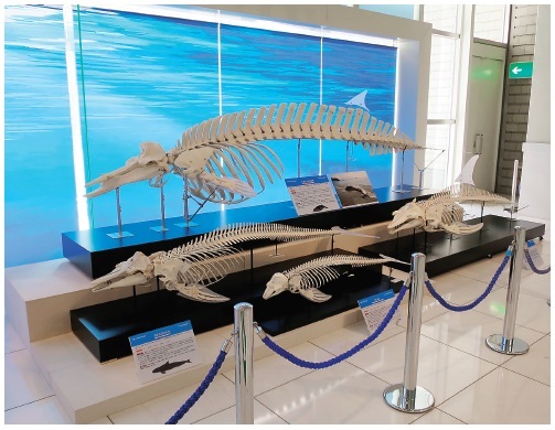 クジラの展示コーナー