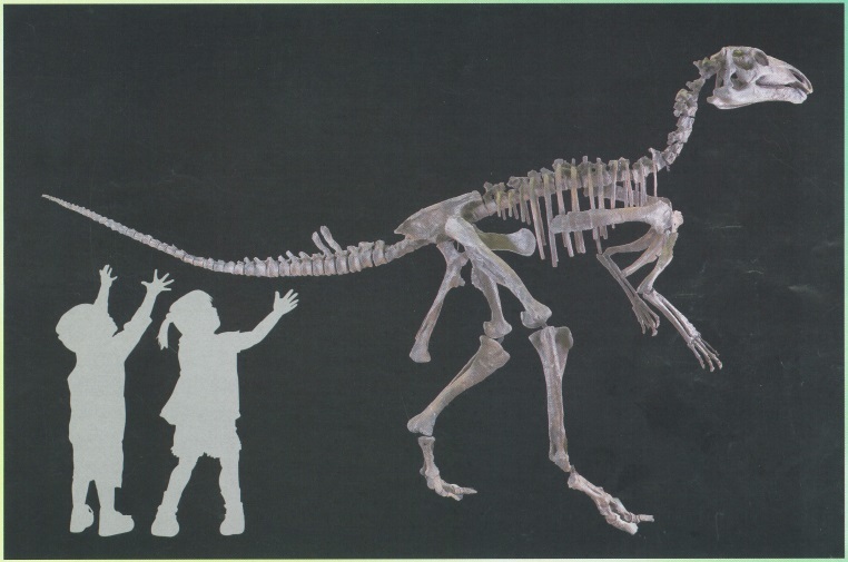 プロバクトロサウルス・ゴビエンシスの骨格標本