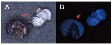 図1 通常光でダンゴムシ（A）と紫外線で撮影したダンゴムシ（B）。矢印は死んだ直後で残りは死後しばらくたって白くなったもの。