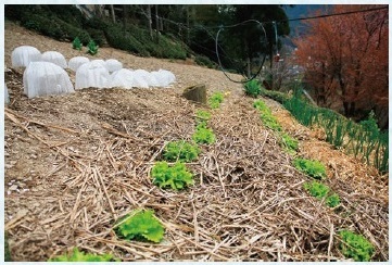 図3 三好市西祖谷山村戸ノ谷で植えられているチシャ菜（2016年3月30日撮影）